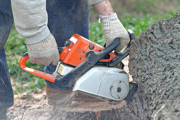 Best Tree Removal Service  in Nellysford, VA